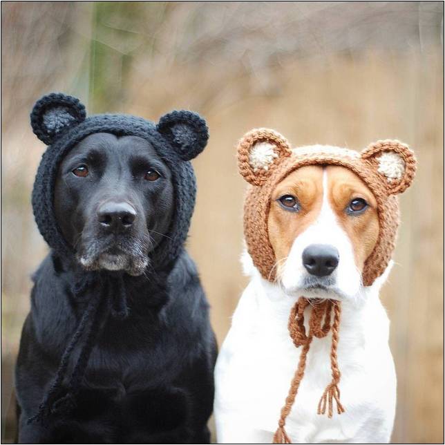 Crochet Hats For Dogs